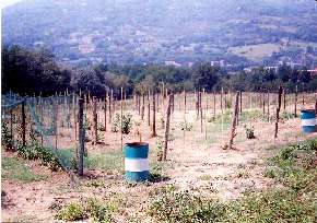 La coltivazione dei frutti di bosco della cooperativa l'Approdo