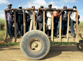 Braceros haitiani